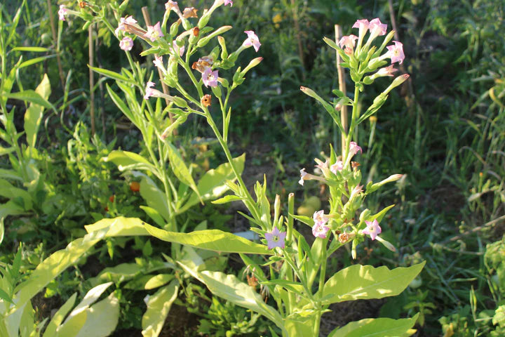 Shaman Tobacco - Eagleridge Seeds