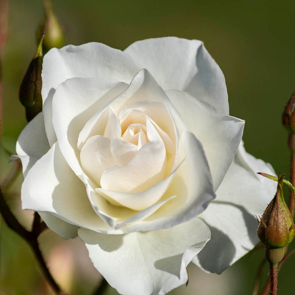Iceberg - Kordes® Roses