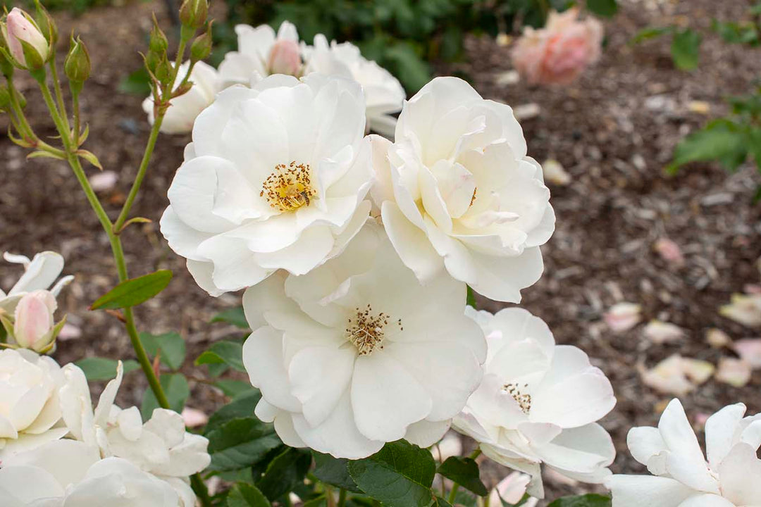 Iceberg - Kordes® Roses