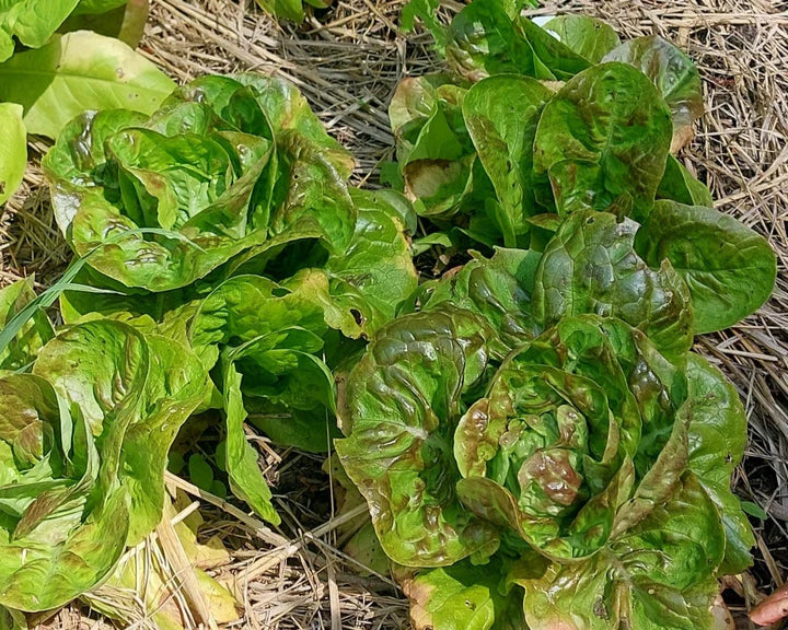 Butterhead Lettuce Italian Red Perella - Eagleridge Seeds