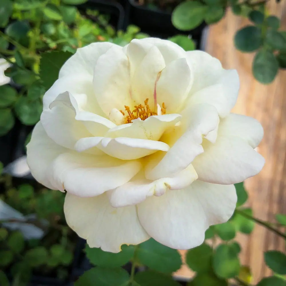 J.P. Connell - Cold Hardy Rose