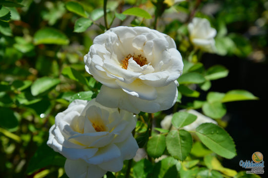 J.P. Connell - Cold Hardy Rose