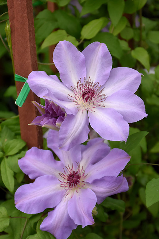 Clematis Vancouver Daybreak