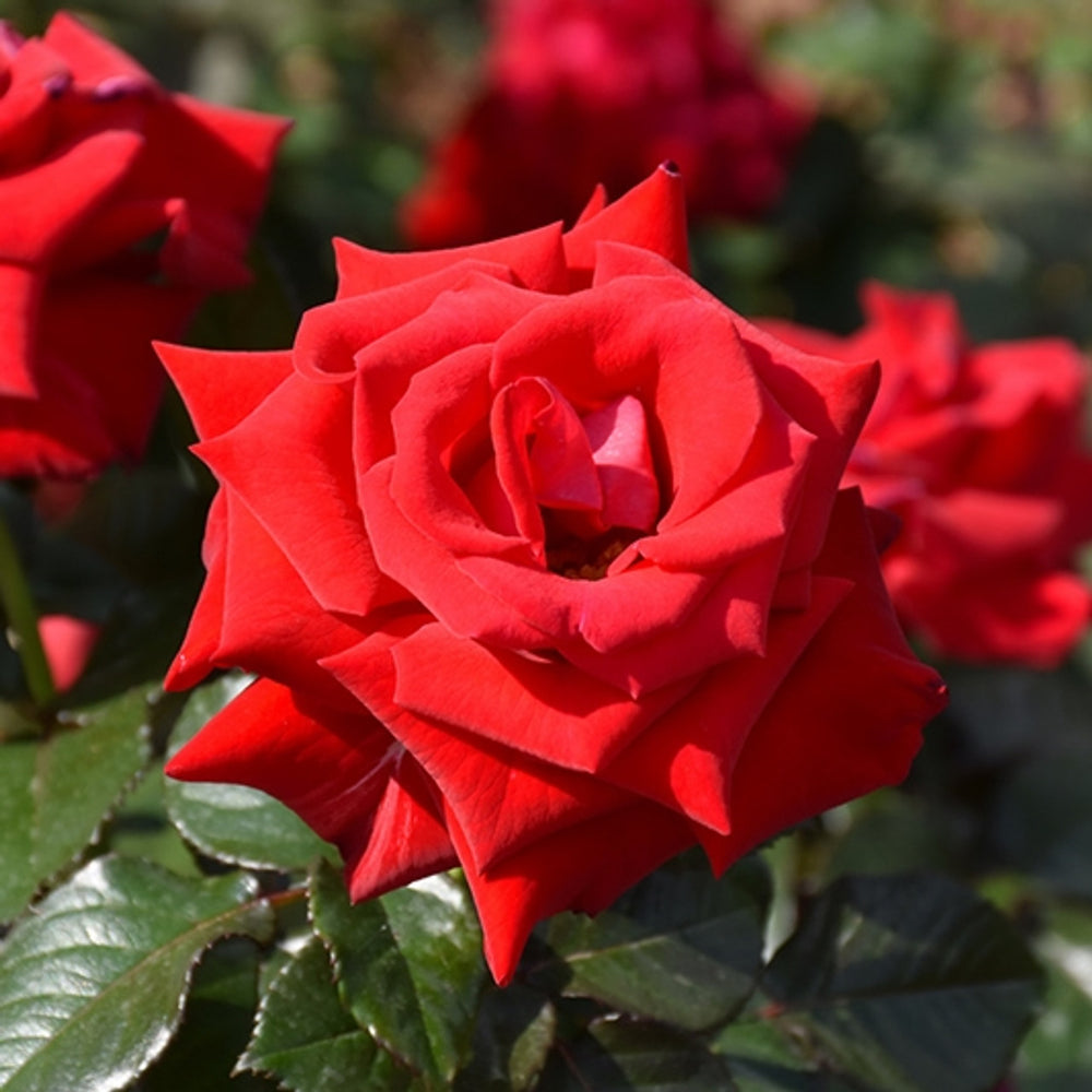 Drop Dead Red - Weeks Rose
