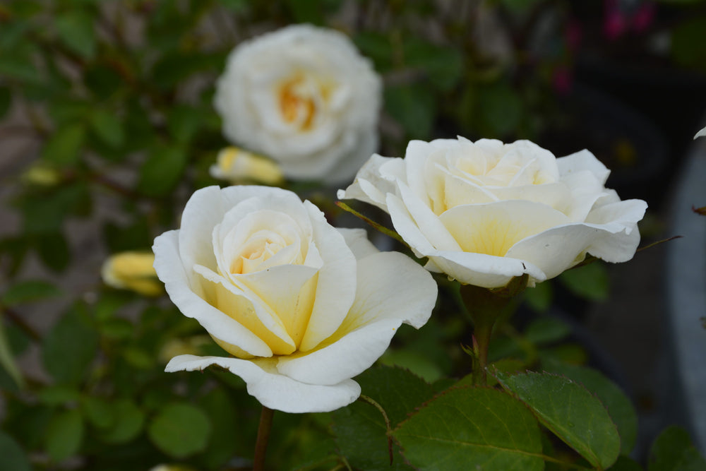 J.P. Connell - Cold Hardy Rose