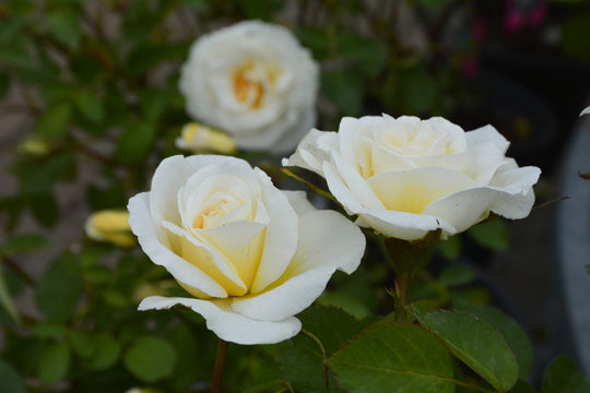 J.P. Connell - Cold Hardy Rose