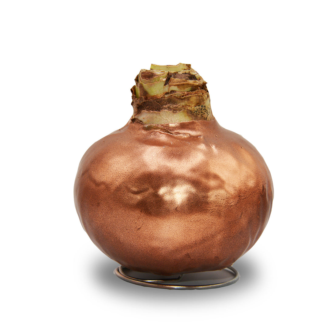 Amaryllis - Wax,  Red Bloom (Jumbo)