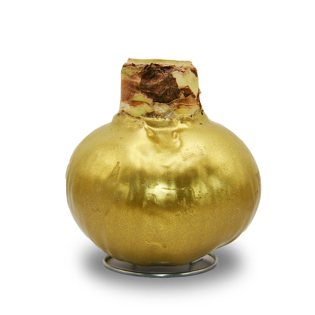 Amaryllis - Wax,  Red Bloom (Jumbo)