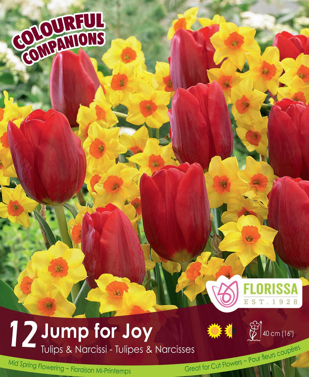 Tulips & Narcissi, Jump for Joy, Colourful Companions - 12 pack