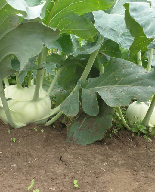 Kohlrabi Sparta - West Coast Seeds