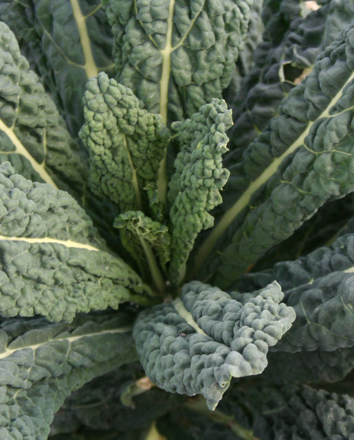 Organic Kale Black Magic - West Coast Seeds