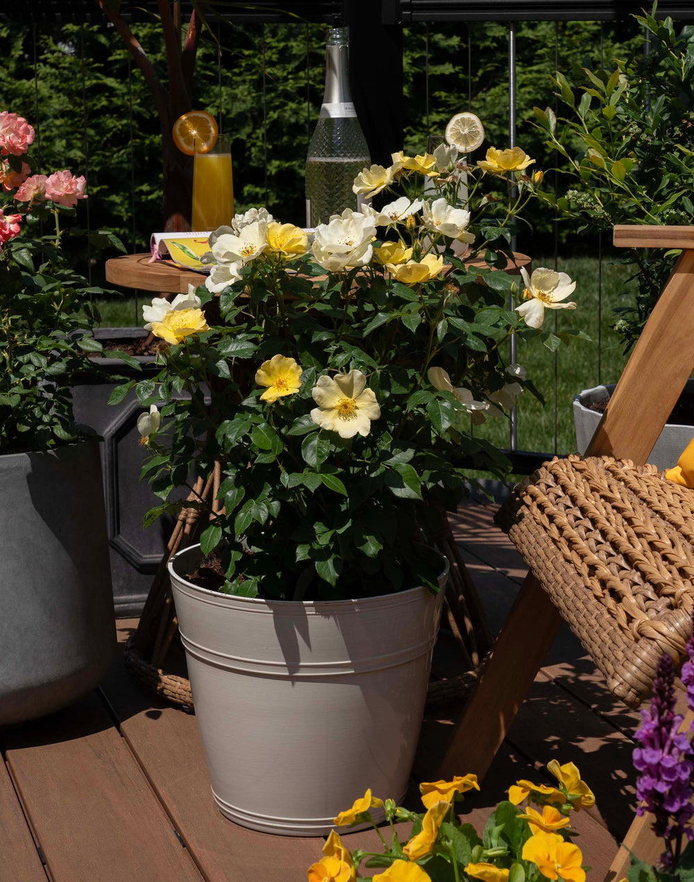 Easy Bee-zy Knock Out - Star Roses and Plants