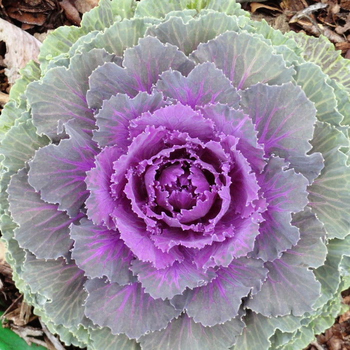 Kale Ornamental Flowering - Pacific Northwest Seeds