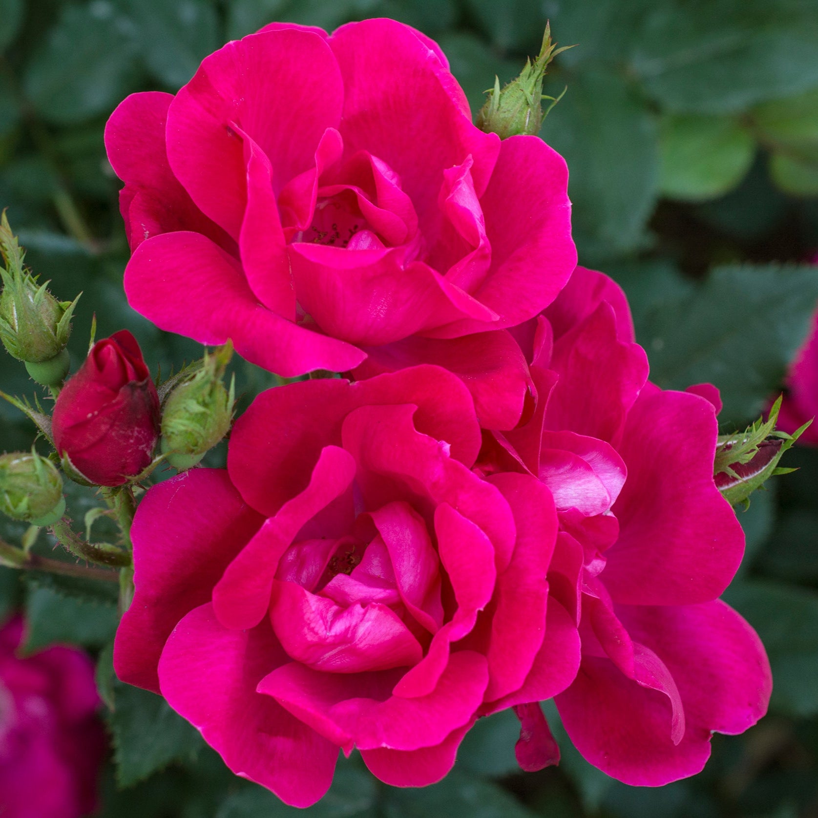Knock Out - Star Roses and Plants – Wildwood Outdoor Living