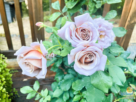 Koko Loko - Weeks Rose