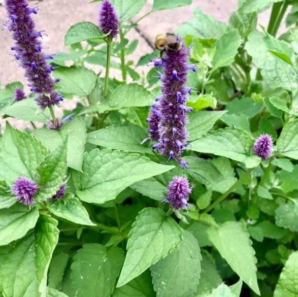 Korean Mint - Eagleridge Seeds
