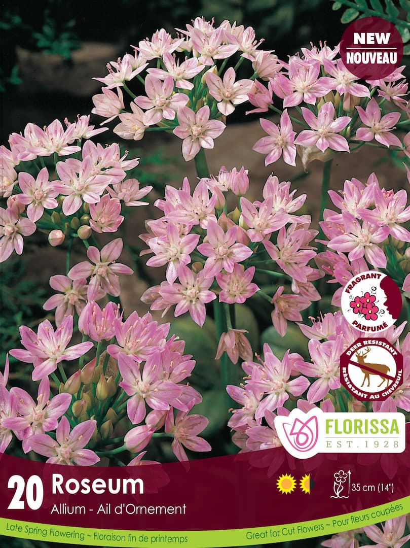 Allium - Roseum, 20 Pack