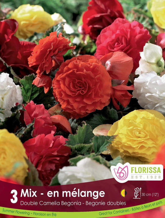 Begonia Double Camelia Mixed