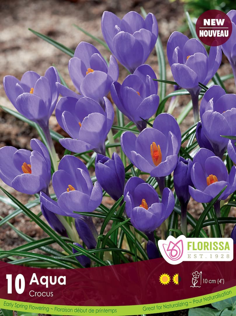 Crocus - Aqua, 10 Pack
