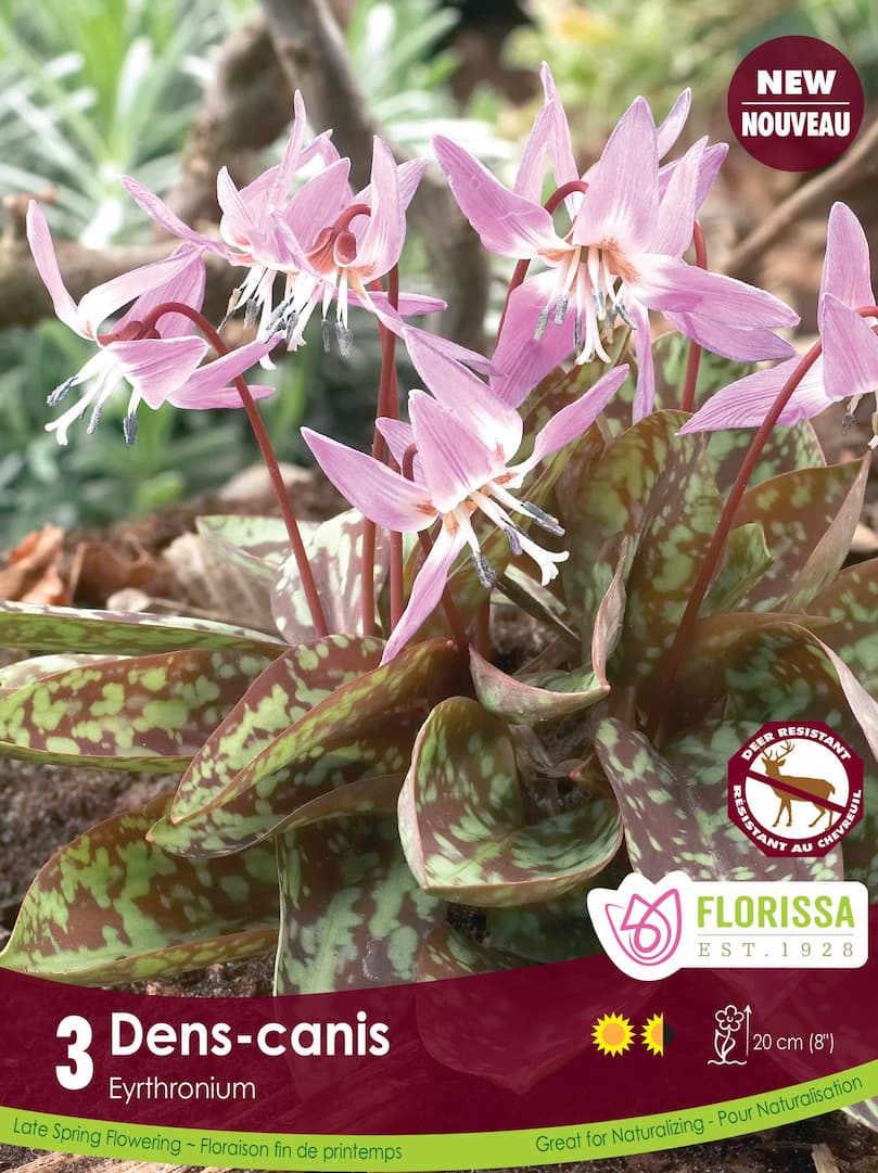 Erythronium - Dens-Canis, 3 Pack