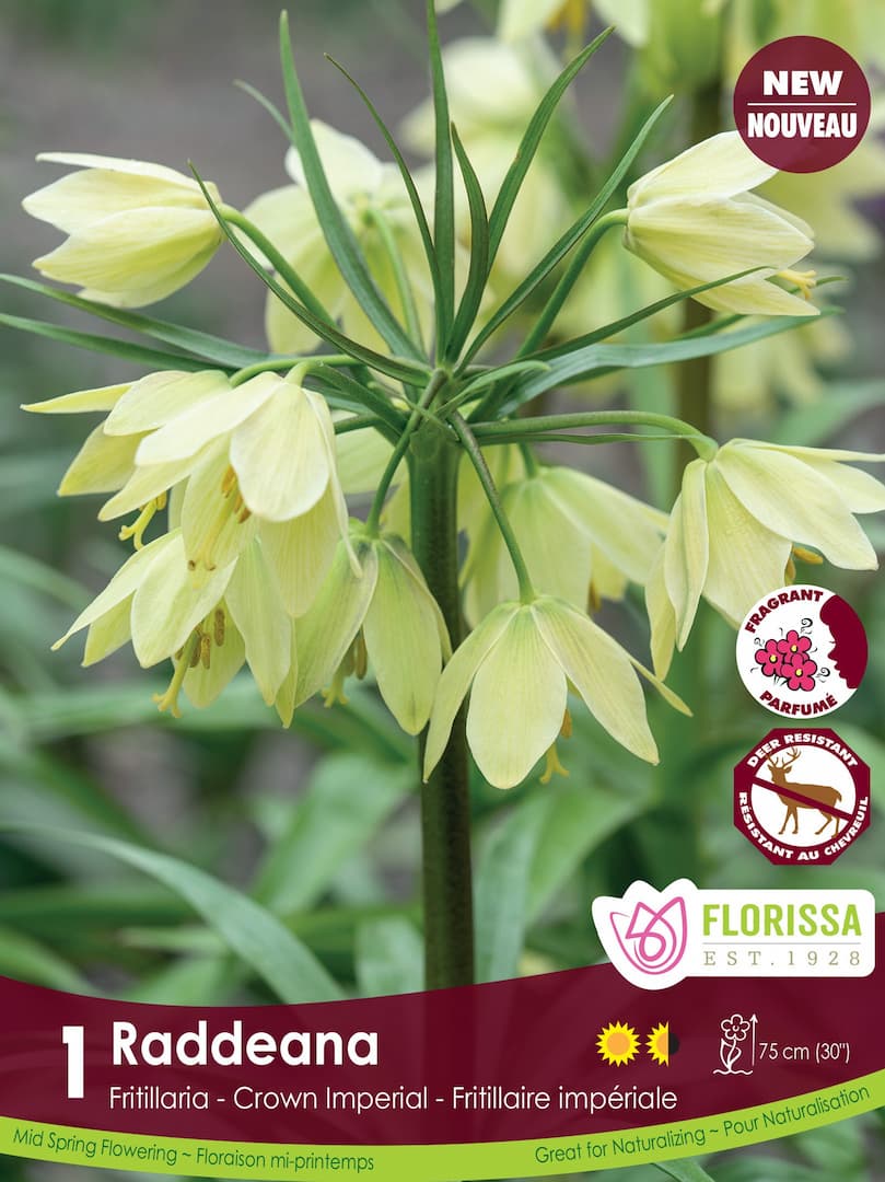 Fritillaria - Raddeana, 1 pack