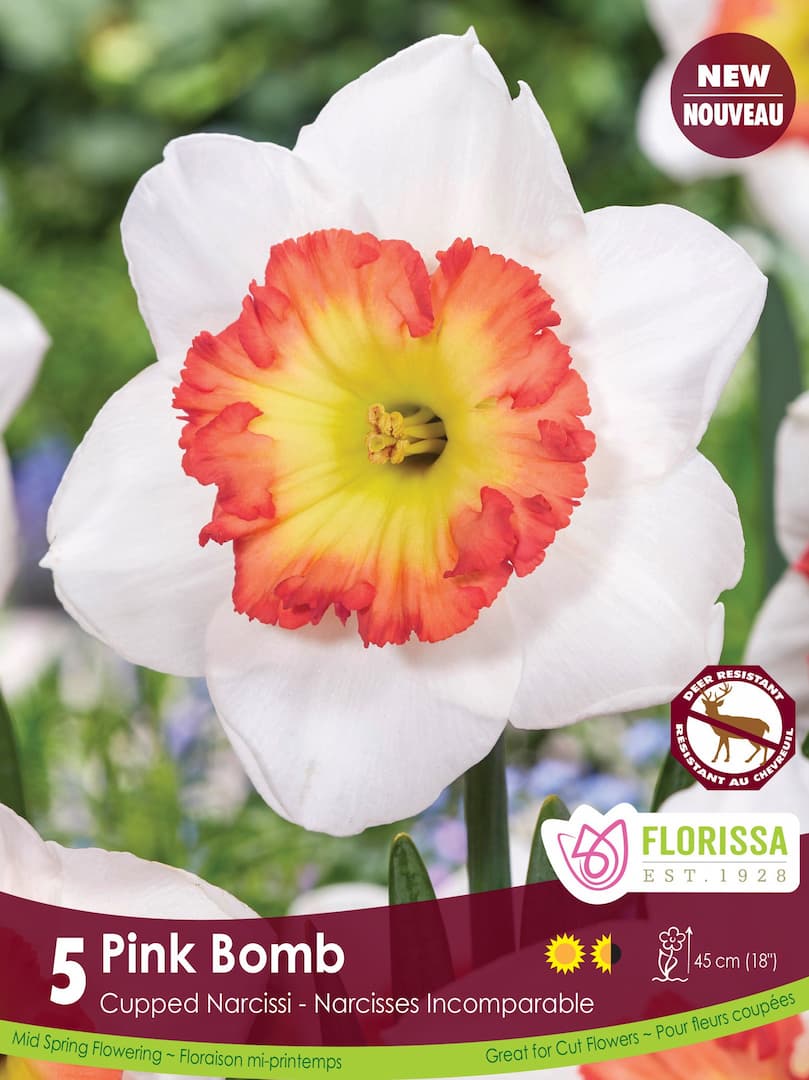 Narcissus - Pink Bomb, 5 Pack