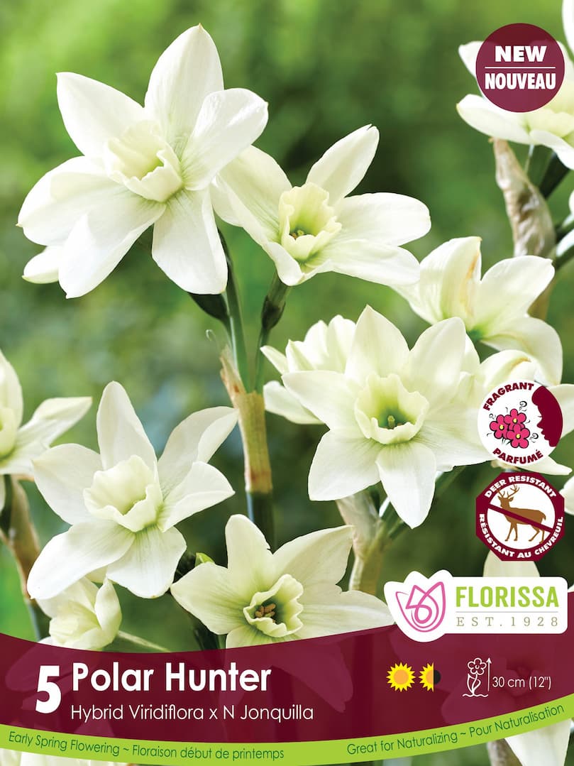 Narcissus - Polar Hunter, 5 Pack
