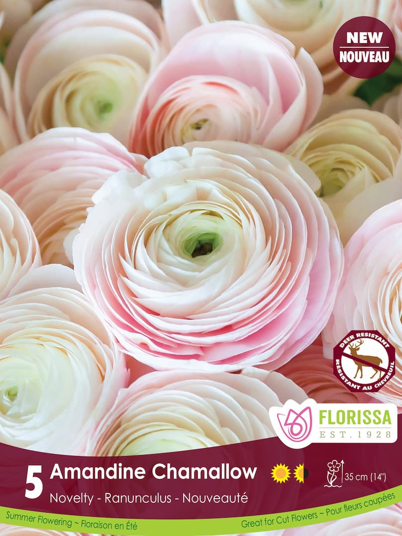 Ranunculus - Amandine Chamallow (Fall), 5 Pack