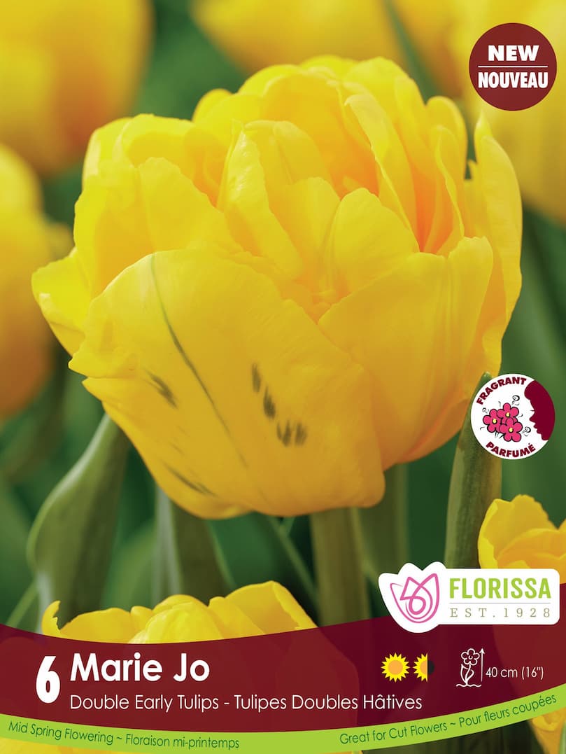 Tulip - Marie Jo, 6 Pack