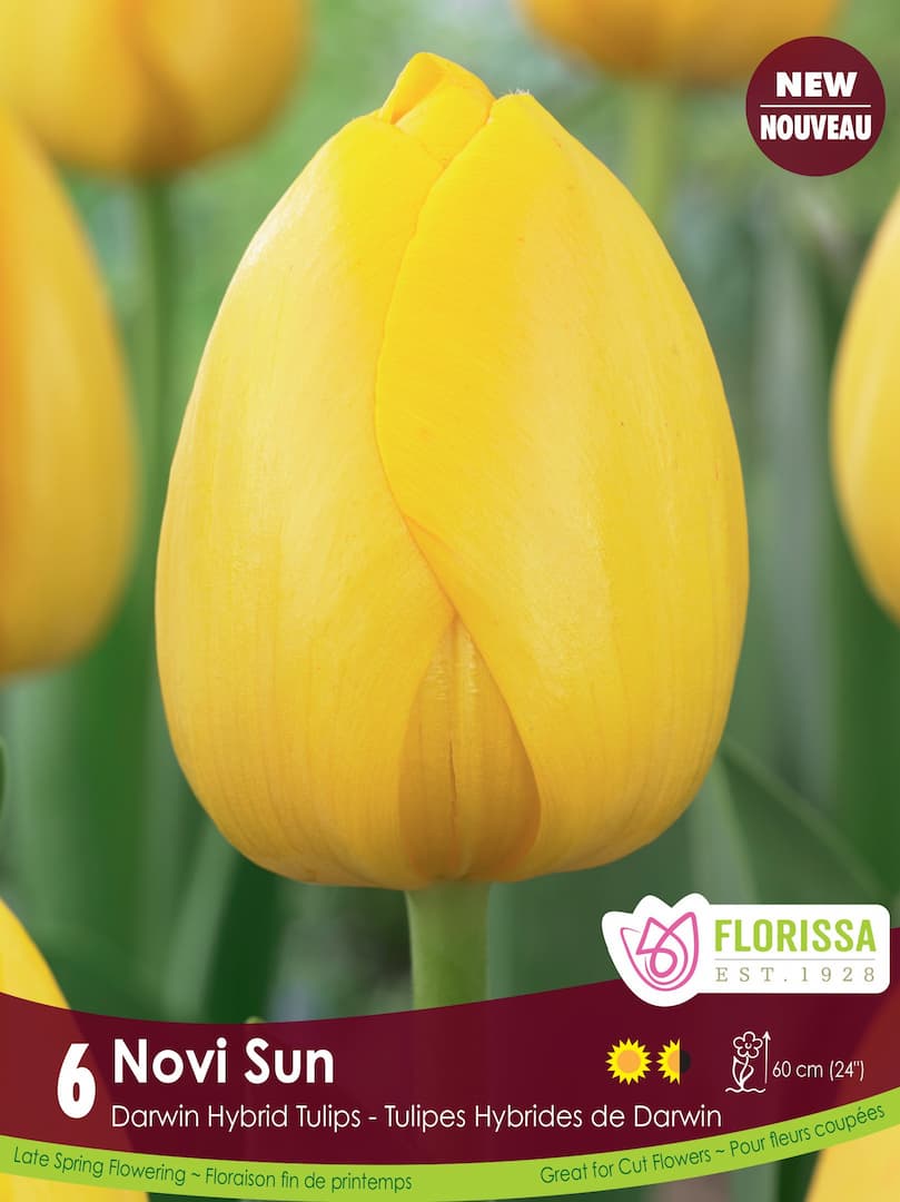Tulip - Novi Sun, 6 Pack