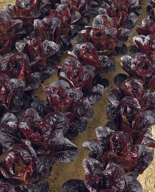 Organic Lettuce Truchas Pelleted - West Coast Seeds