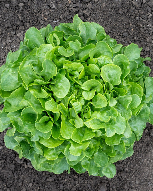 Organic Lettuce Bauer - West Coast Seeds