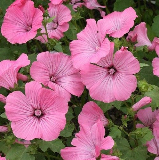 Lavatera Trimestris Silvercup - Pacific Northwest Seeds