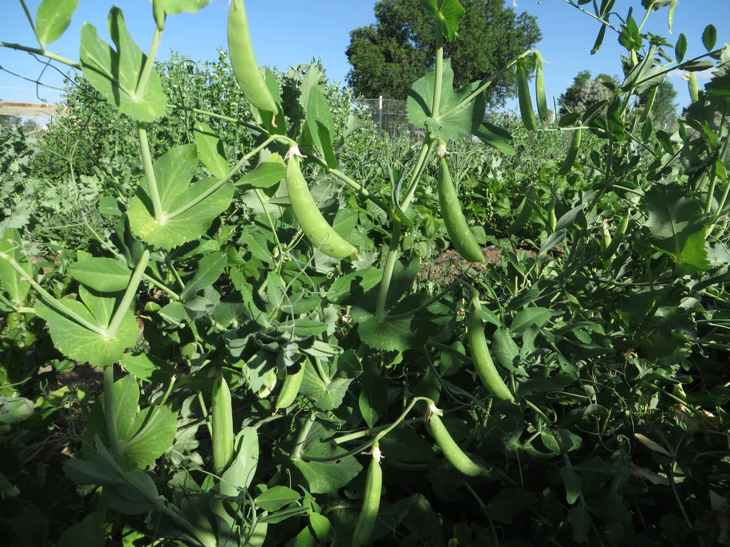 Peas Laxtons Progress - Pacific Northwest Seeds