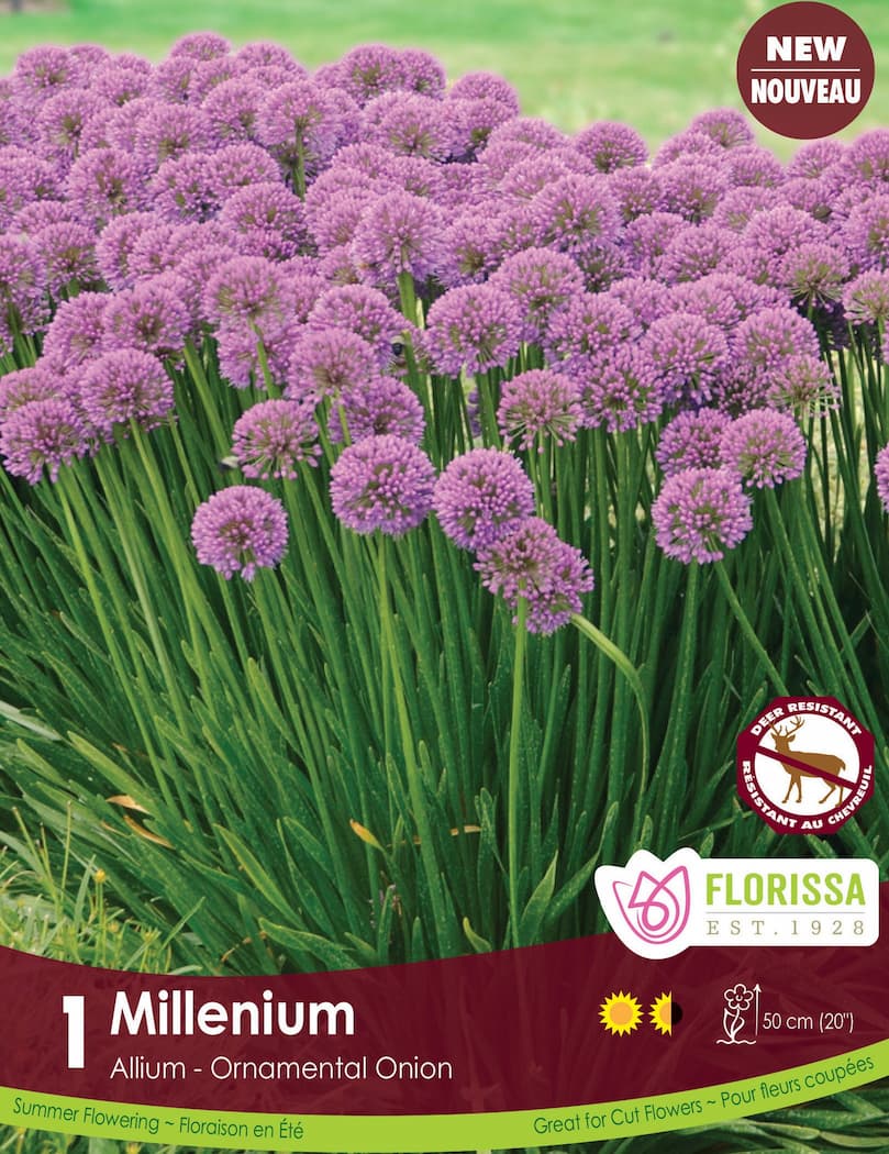 Allium - Millenium