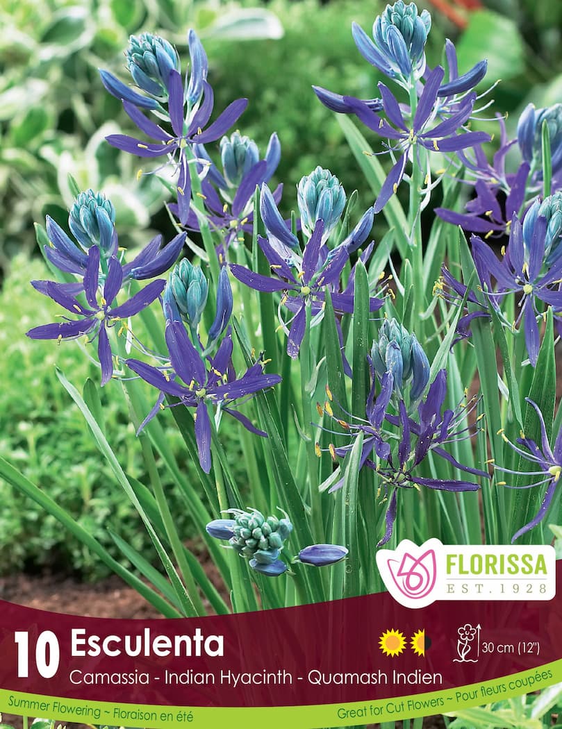 Camassia Esculenta Quamash