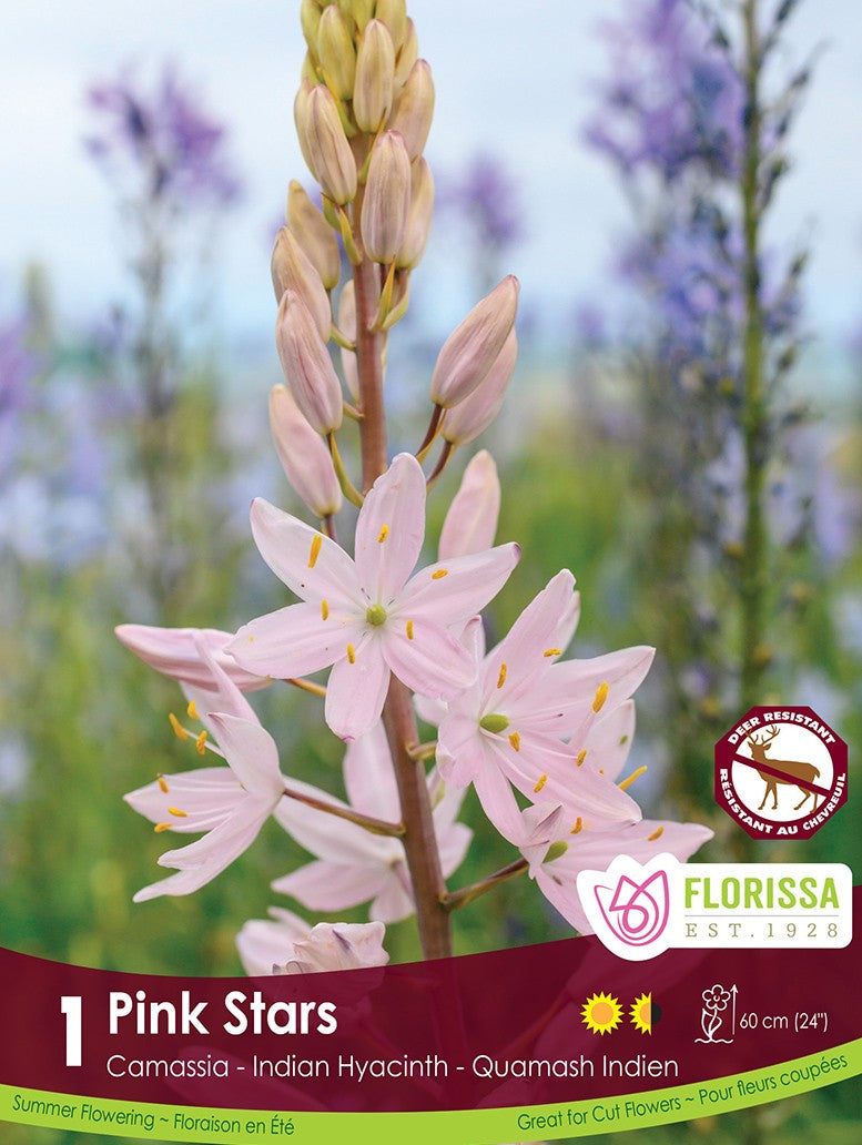 Camassia - Pink Stars, 1 Pack