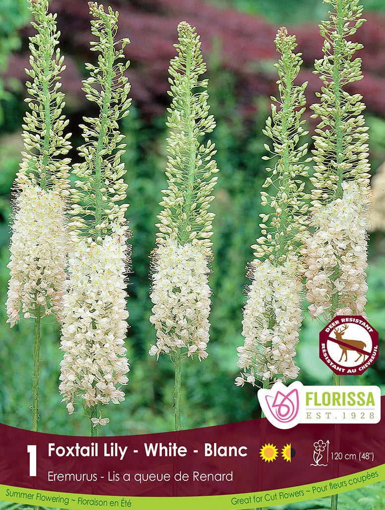 foxtail lily white Eremurus | Foxtail Lily