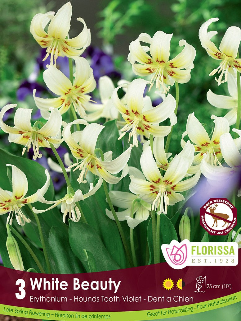 Erythronium - White Beauty, 3 Pack