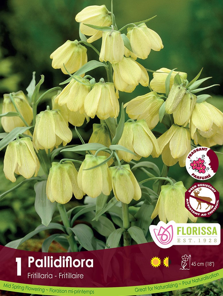 Fritillaria - Pallidiflora, 1 Pack