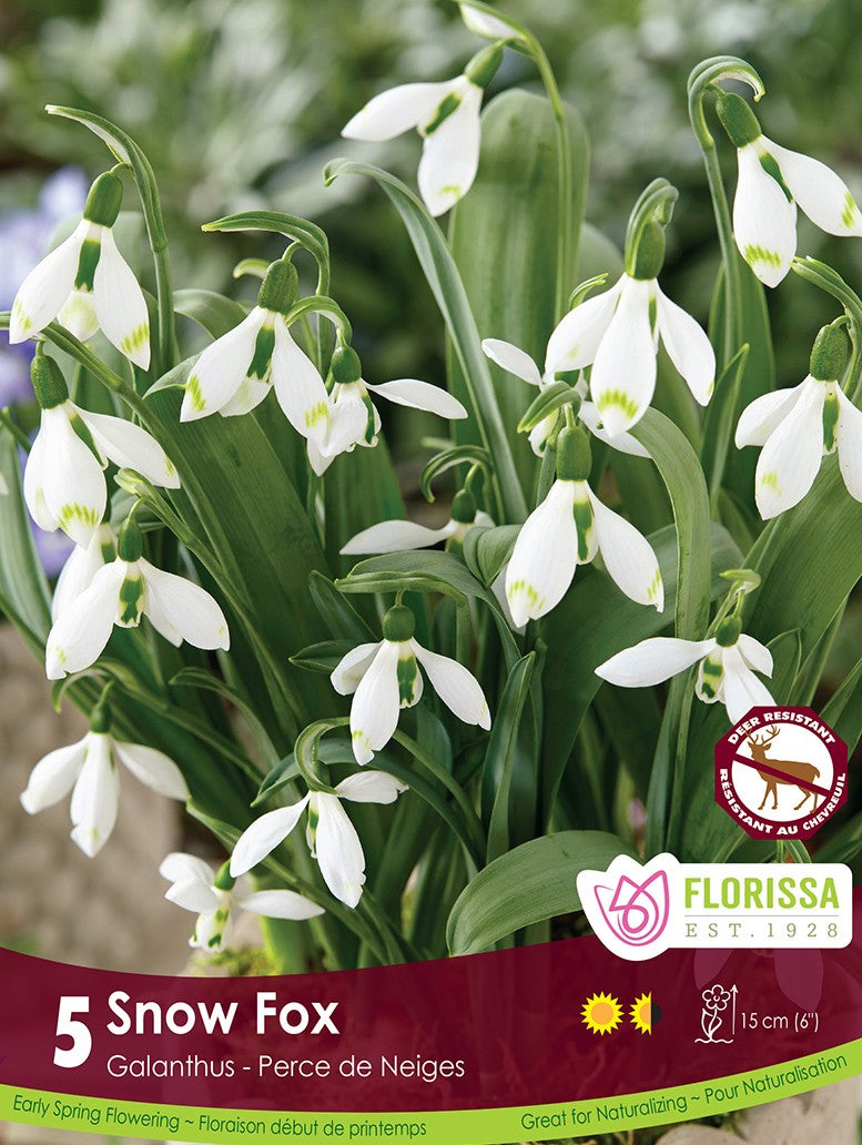 Galanthus - Snow Fox, 5 Pack