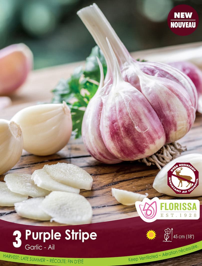 Garlic - Purple Stripe, 3 Pack (Spring Planting)