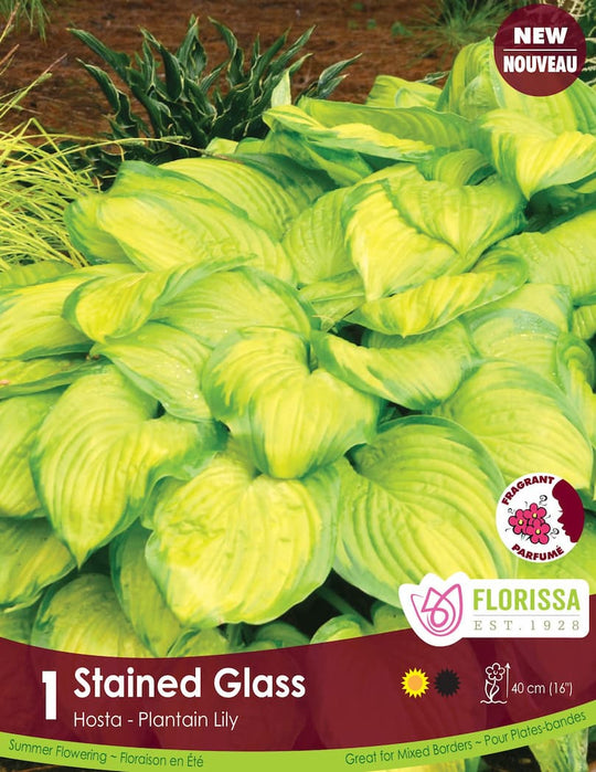 Hosta - Stained Glass