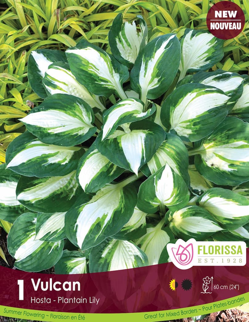 Hosta - Vulcan