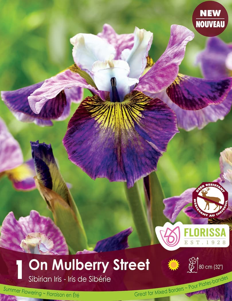 Iris Sibirica - On Mulberry Street