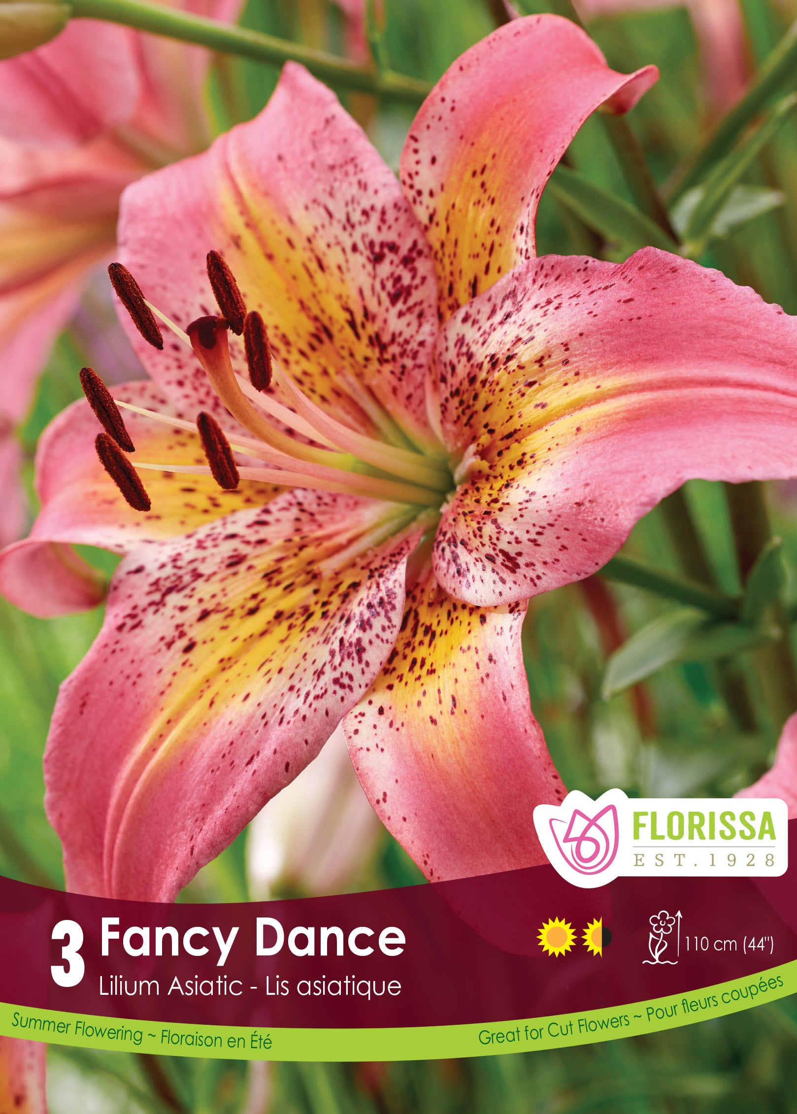 tribal dance asiatic lily Lily Asiatic | Fancy Dance