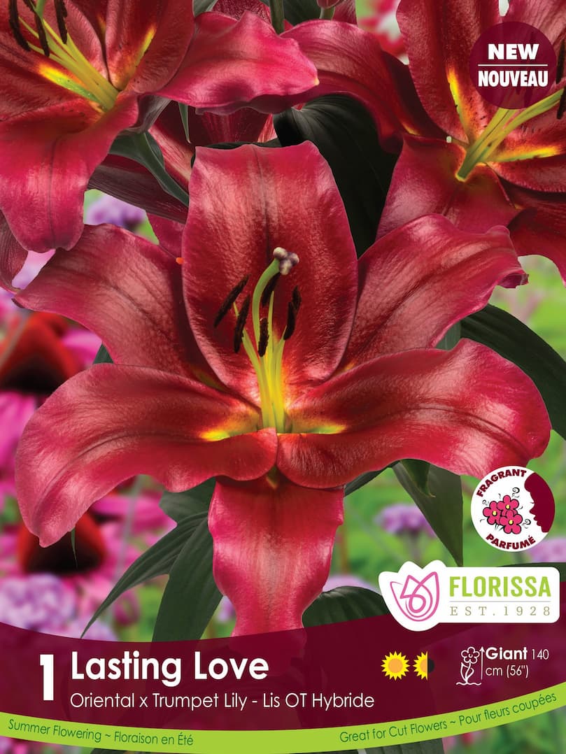 Lily, Oriental x Trumpet - Lasting Love