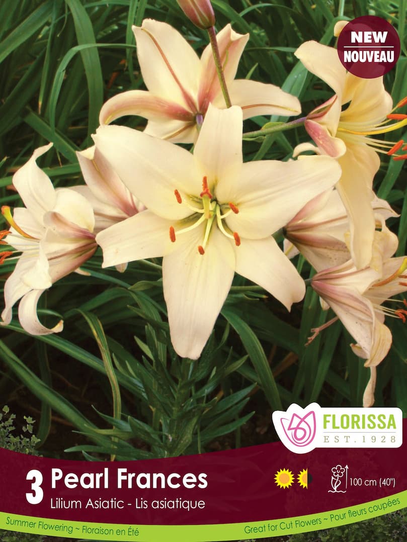 Lily, Asiatic - Pearl Frances, 3 Pack