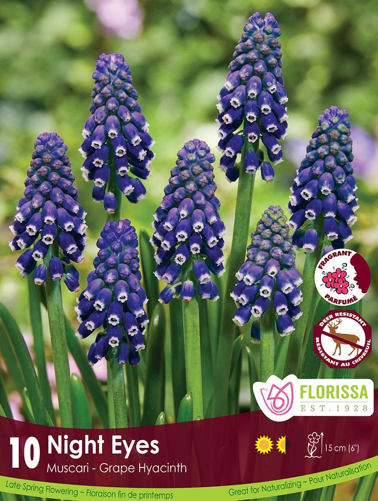 Muscari - Night Eyes, 10 Pack