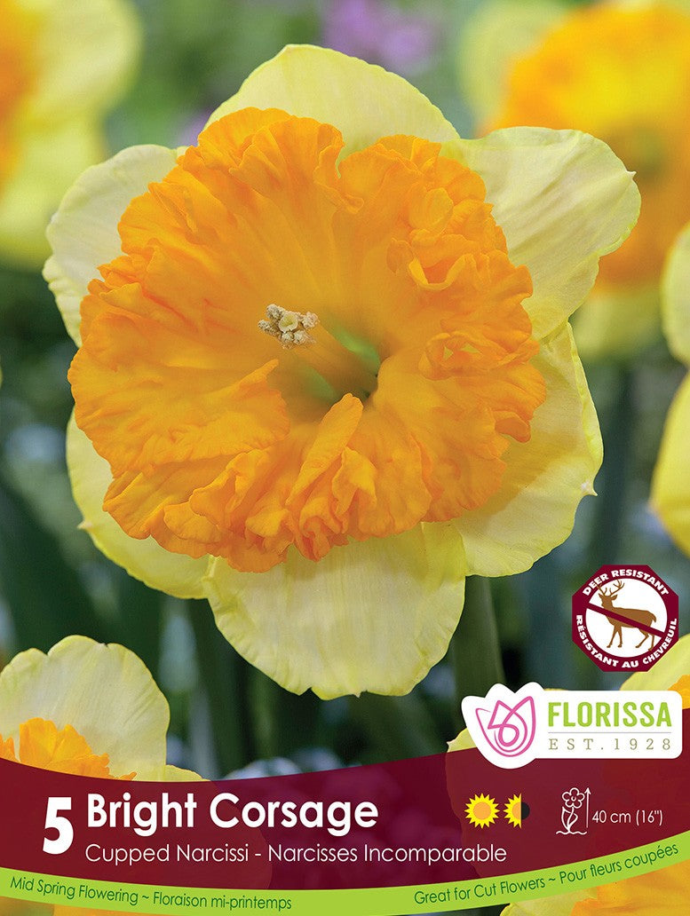 Narcissus - Bright Corsage, 5 Pack